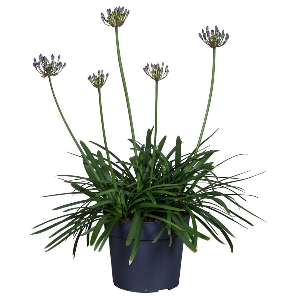 bowl outdoor planter Italian Low Bowl Planter main image 0