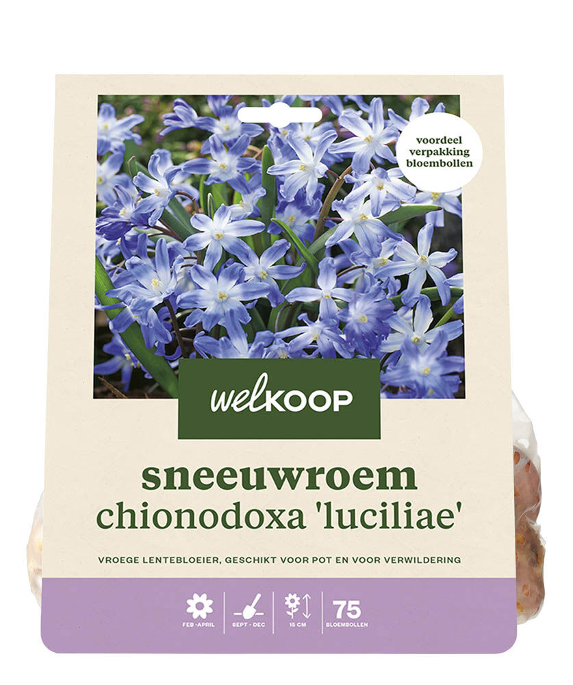 Welkoop  Conny - Bloembollen