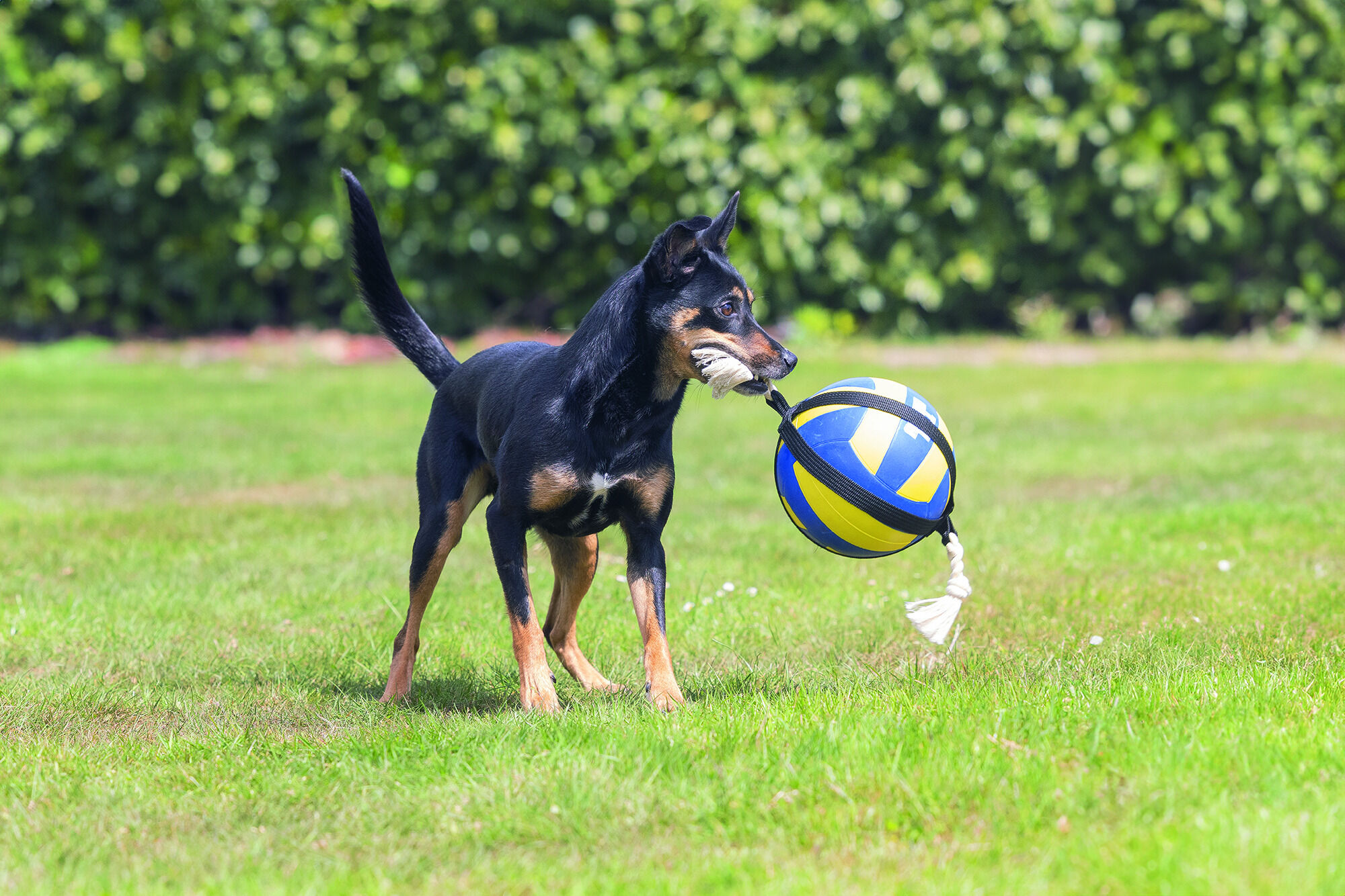 Beeztees Volleybal Pluche - Knuffel - Flostouw - Hondenspeelgoed