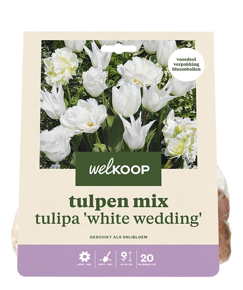 Welkoop Tulp Gerda - Bloembollen