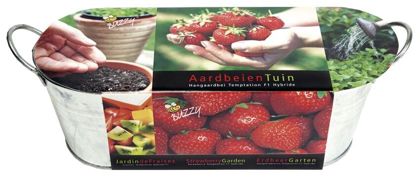 Buzzy Zinken teil Aardbeientuin - Groentezaden
