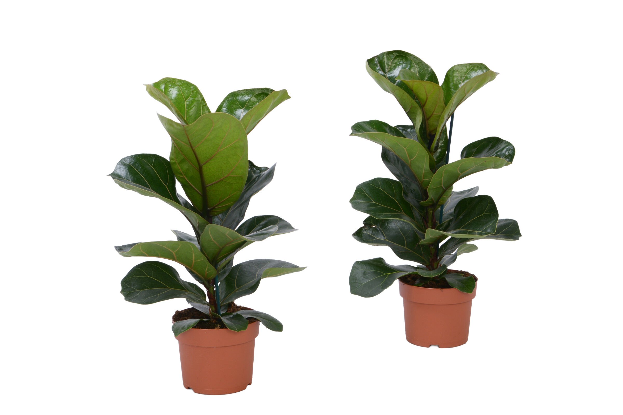 Ficus Lyrata (vioolplant) - Kamerplant Ficus Lyrata (vioolplant) - Kamerplant