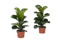 Ficus Lyrata (vioolplant) - Kamerplant - 12 cm