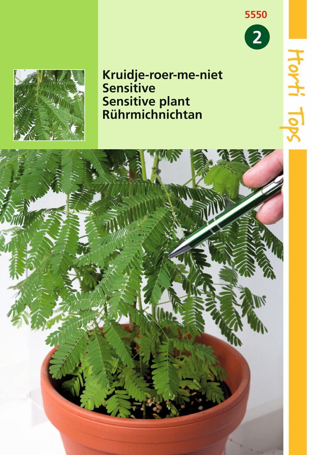 Hortitops Kruidje-Roer-me-niet Mimosa pudica - Bloemzaden