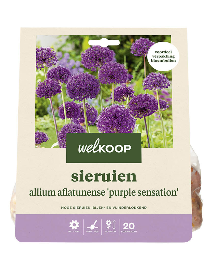 Welkoop Allium Vere - Bloembollen