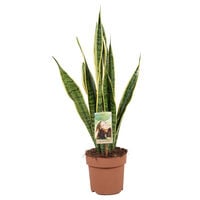 Sanseveria (vrouwentong) - Kamerplant - 17 cm
