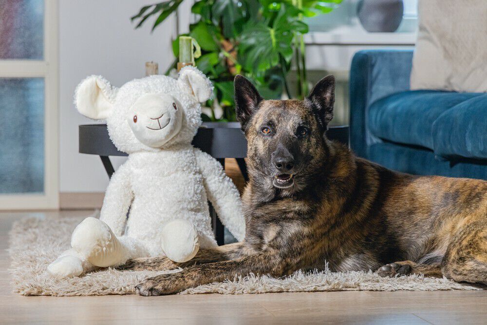 Beeztees Schaap Knuffel- Hondenspeelgoed - Wit - 20.5x39x80 cm - XL