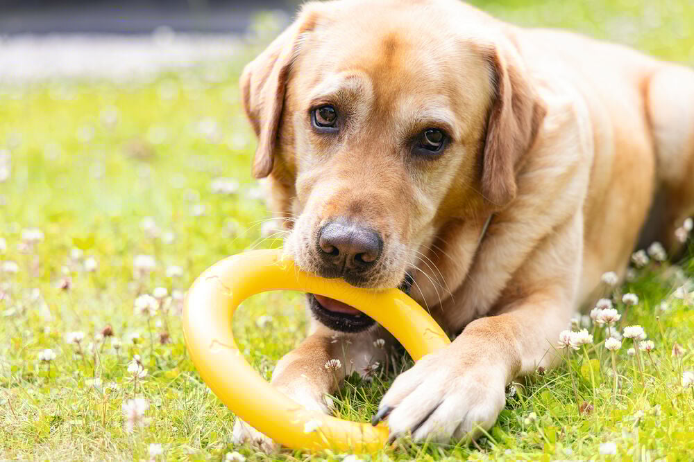 Beeztees Apporteerspeelgoed ring - Hondenspeelgoed - Geel - 29.9x21.9x2.8 cm