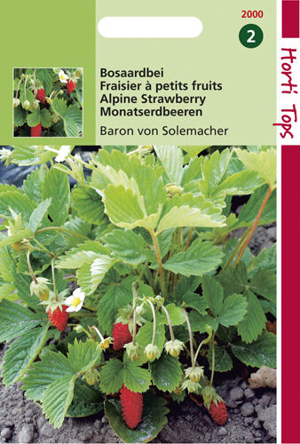 Hortitops Aardbeien Fragaria vesca Baron Van Solemacher (Rügen) - Fruitzaden