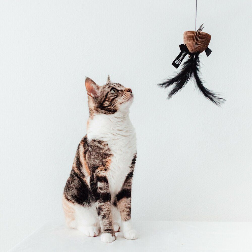 District 70 BAIT - Kattenhengel - Zwart