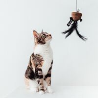 District 70 BAIT - Kattenhengel - Zwart