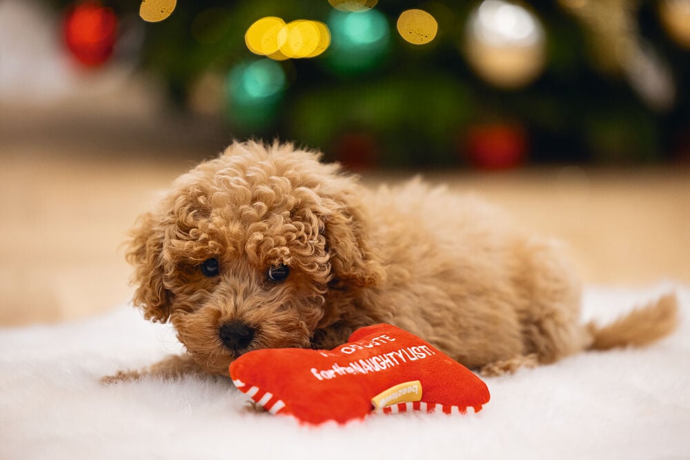 Beeztees Kerst Bot Knuffel - Hondenspeelgoed - rood - 24.8x9.8x4 cm