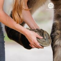 Unique-horn Natural Hoof Clay - Hoevensupplement - 600 Gram