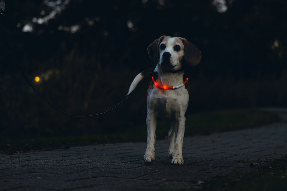 Beeztees Dogini USB - Lichtgevende Halsband  - Hond - rood - 70 cm