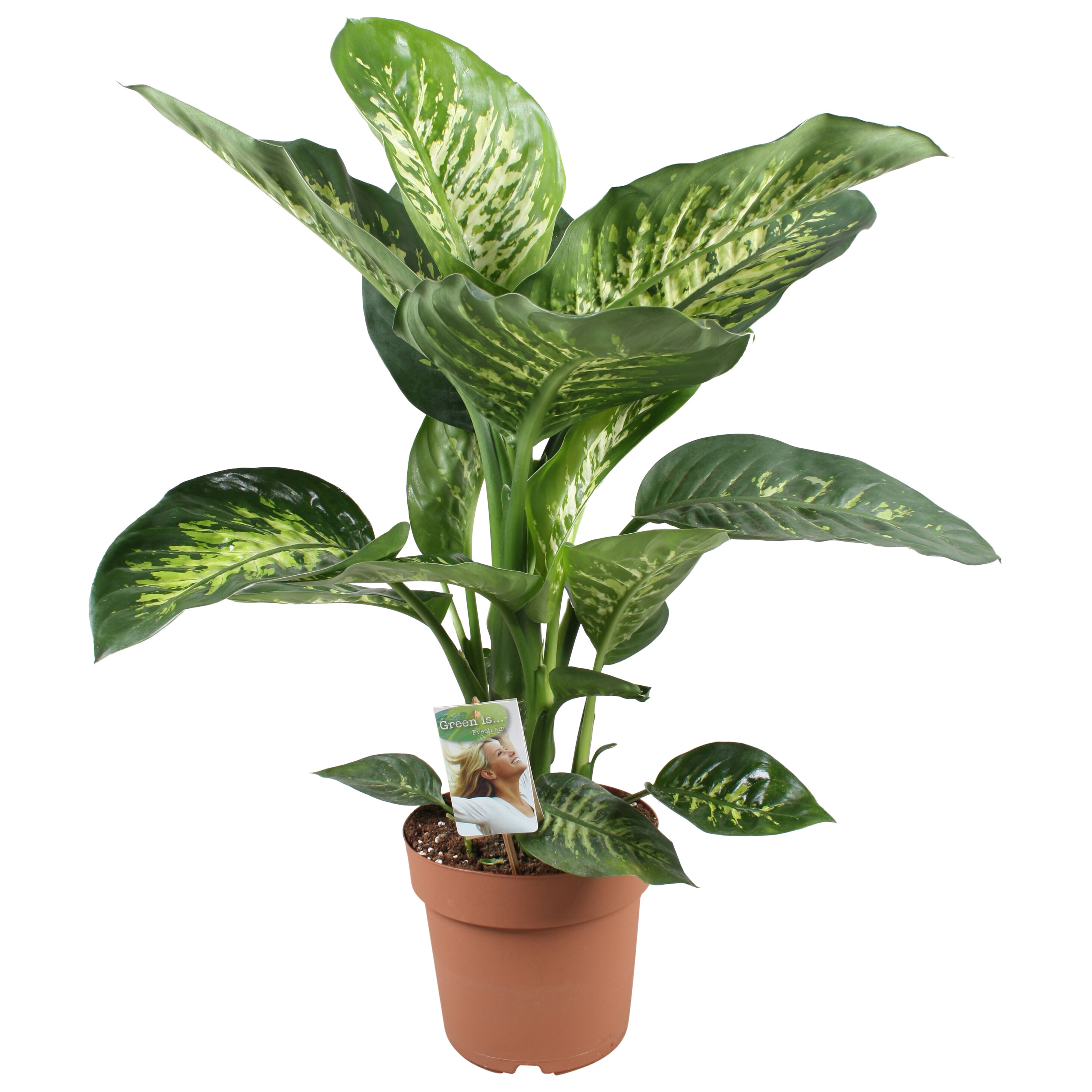 Dieffenbachia - Kamerplant