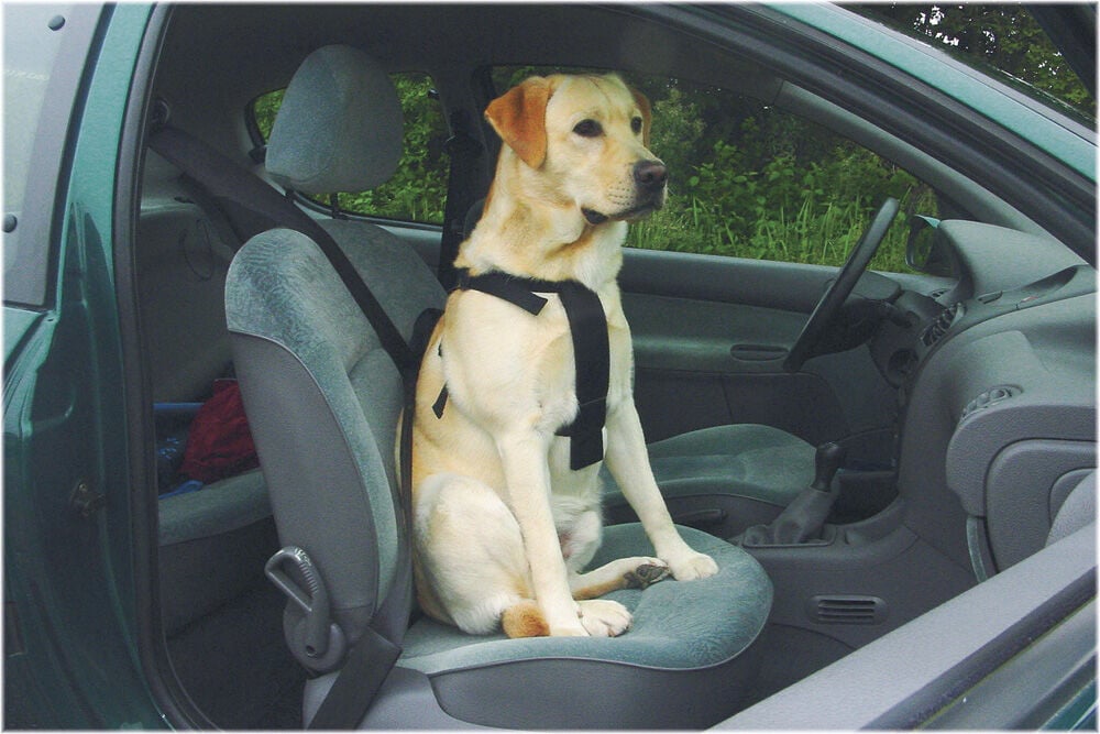 BEEZTEES - Wandel & autogordel Hond - zwart - 28x15.5x27.5 cm - XL BEEZTEES - Wandel & autogordel Hond - zwart - 28x15.5x27.5 cm - XL