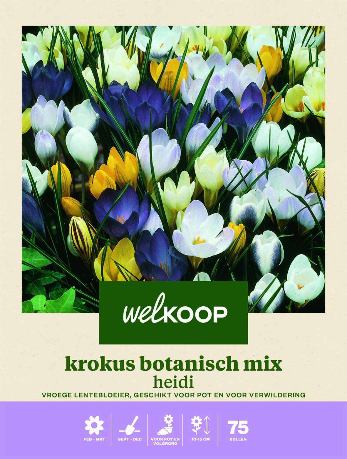 Welkoop Krokus Botanisch mix Heidi - Bloembollen Welkoop Krokus Botanisch mix Heidi - Bloembollen