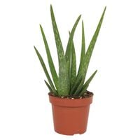Aloe Vera - Kamerplant - 12 cm