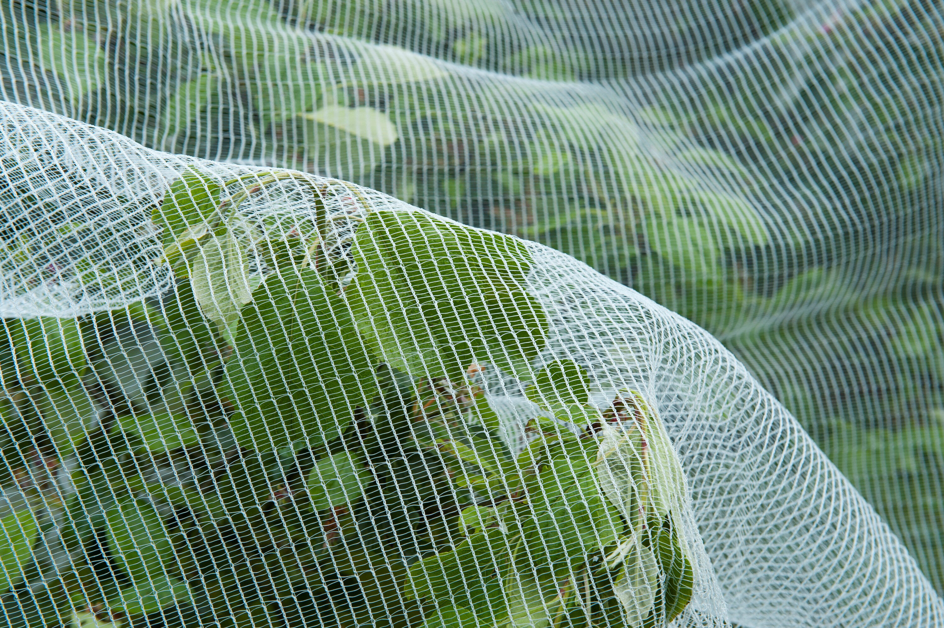 Nature Tuinnet Tegen rupsen 5.2x5m -Kweekbenodigdheden - Wit - 14x47x9.5 cm