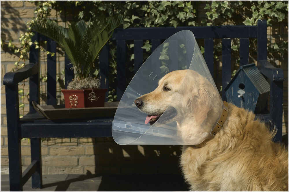 Beeztees - Hondenkraag Beeztees - Hondenkraag