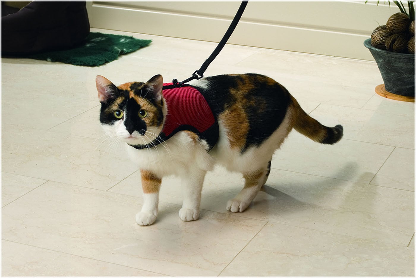 Beeztees Loopharnas Comfort - Kattentuigje - Rood