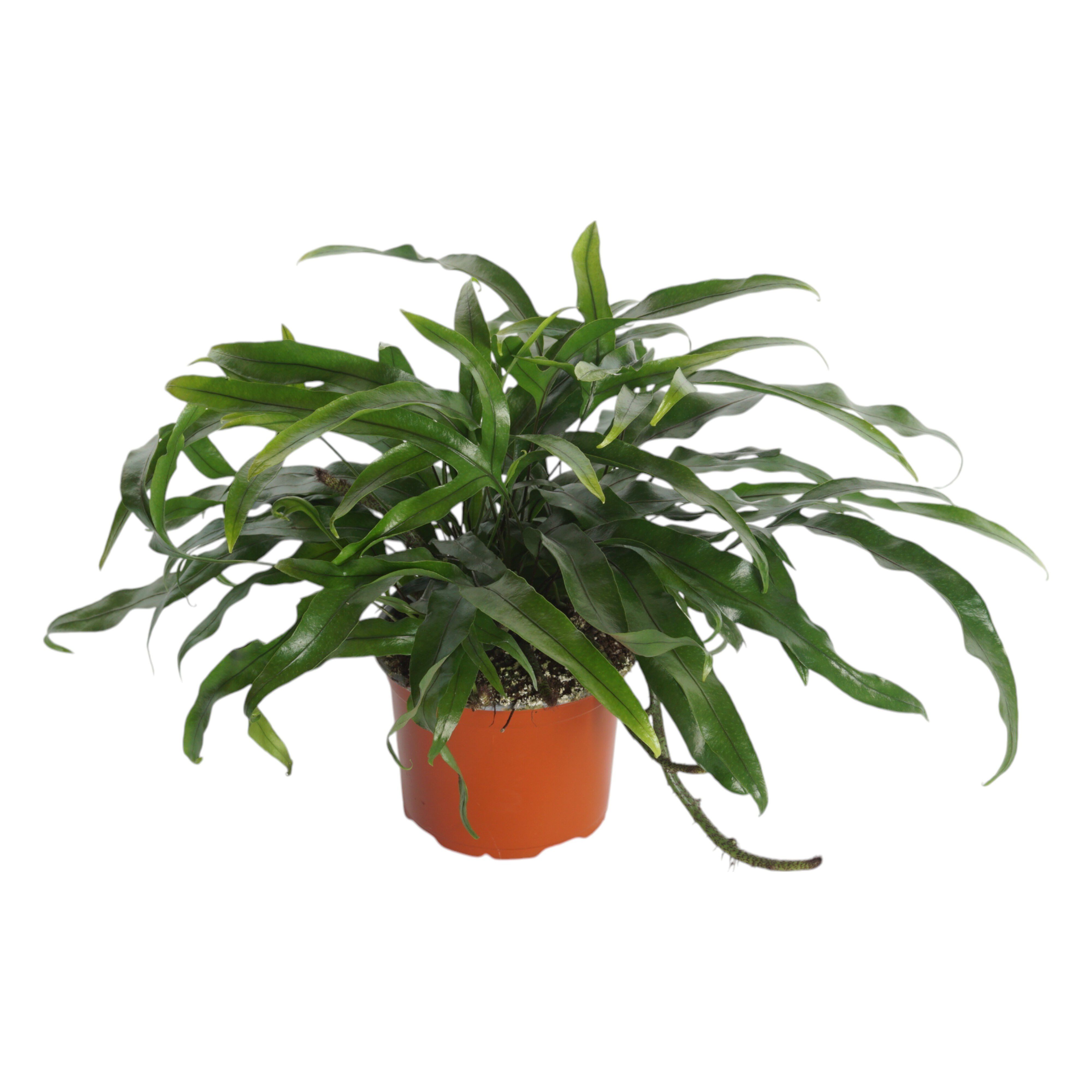 Microsorum (krokodillenvaren) - Kamerplant