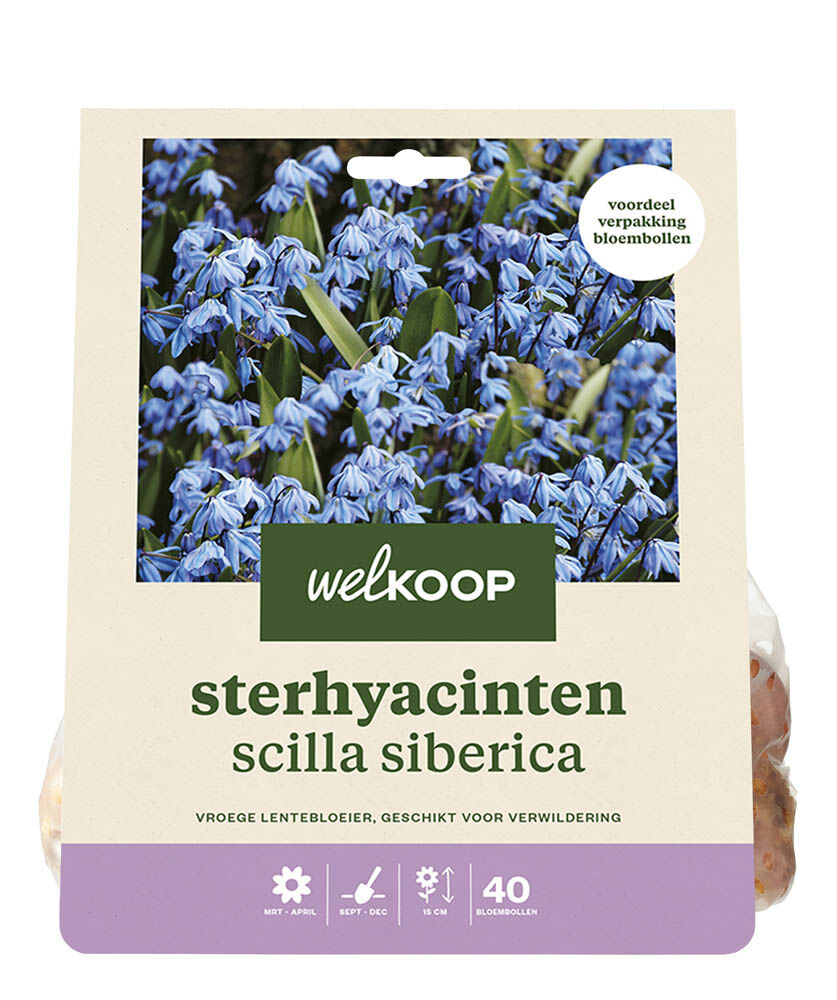 Welkoop Sterhyacint Erica - Bloembollen