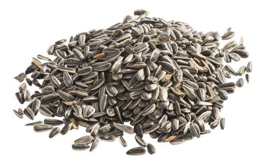 Welkoop  Zonnebloempitten Gestreept - Vogelvoer - 0.5 Kilogram