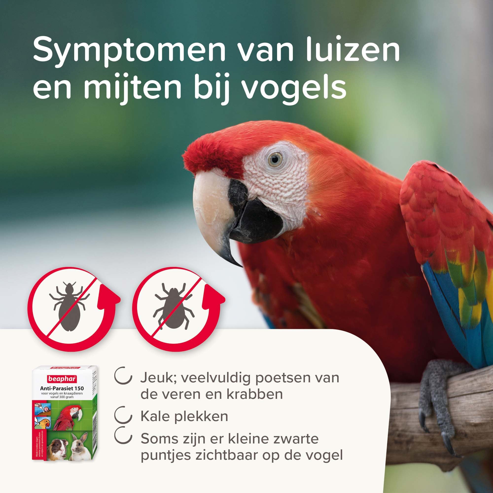 Beaphar Anti-parasiet 150 - Vogels, Konijnen en  Knaagdieren vanaf 300gr - Pipetten - 4 Stuks - 9.5x6.5x2.5 cm