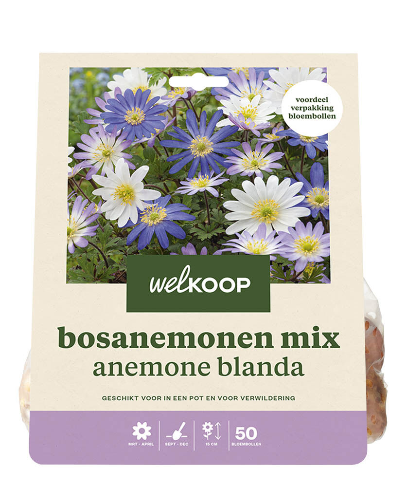 Welkoop Anemoon Loes - Bloembollen