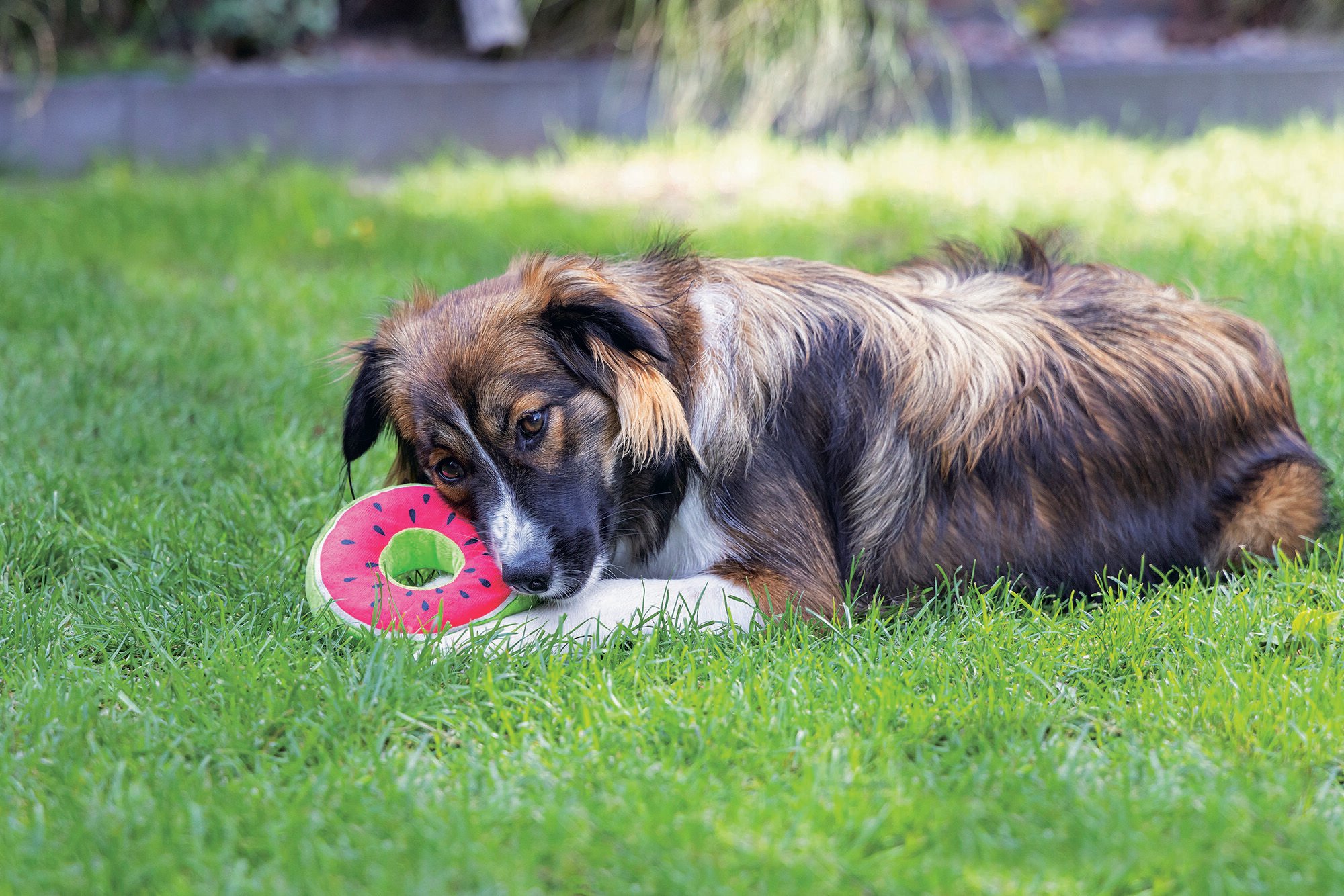 Beeztees Donut Citroen - Knuffel - Hondenspeeltje - Assorti - 5x12x12 cm