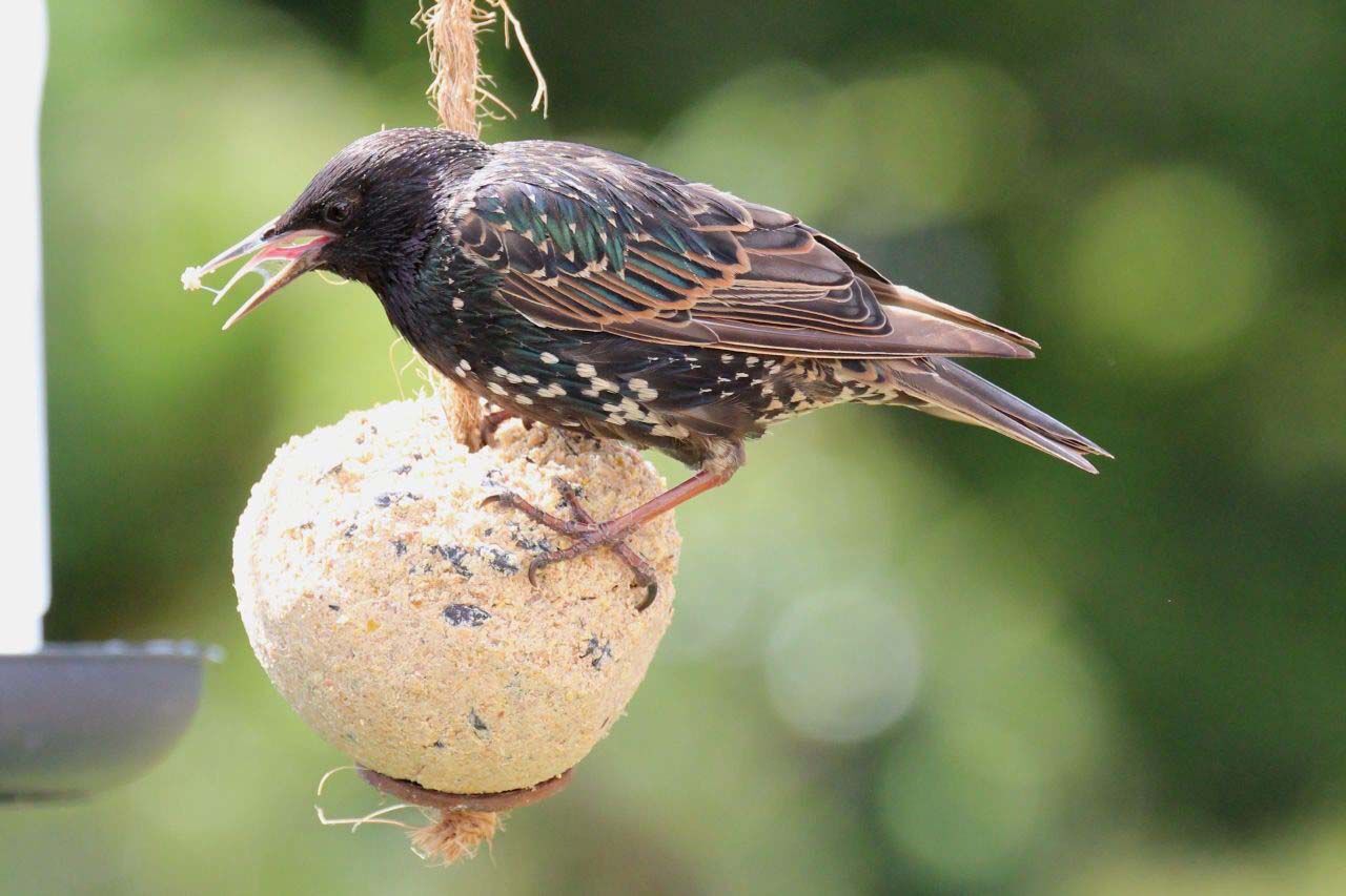 Welkoop Vetbol XXL met insecten - Tuinvogelvoer - Insecten