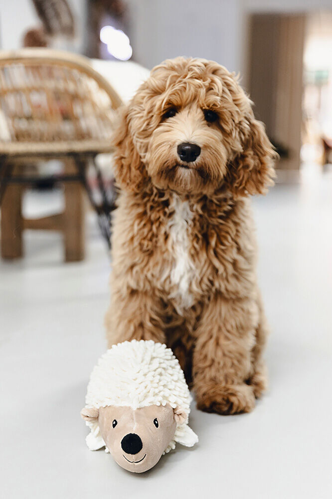 Beeztees Ecgo Egel Ittie - Knuffel - Hondenspeelgoed - Beige - 34x13x13 cm