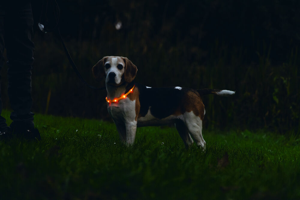 Beeztees Dogini USB - Lichtgevende Halsband  - Hond - oranje - 70 cm