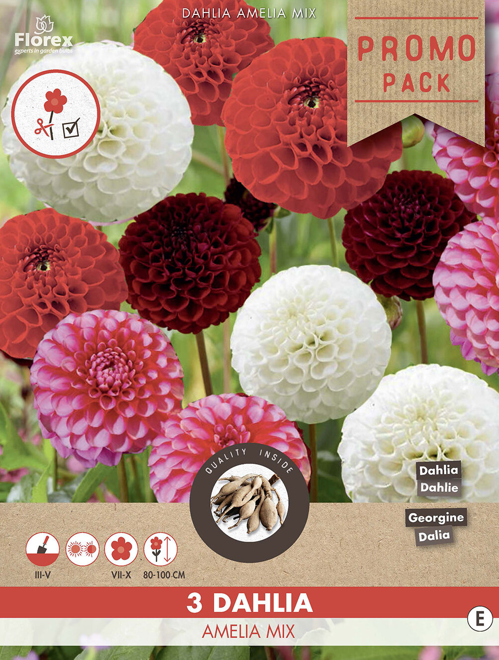 Florex Dahlia Pompon Amelia Mix - Bloembollen