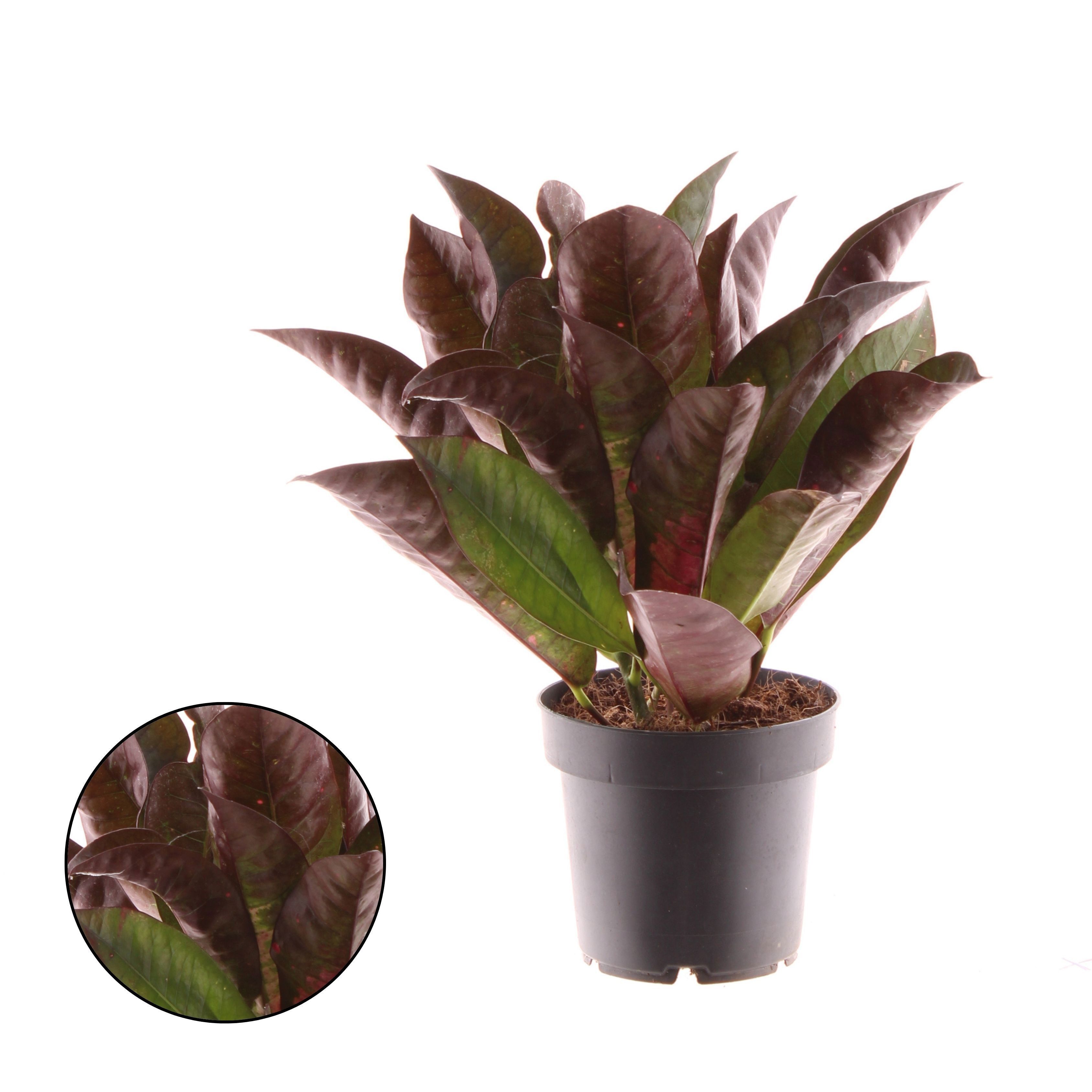 Croton - Kamerplant - 12 cm