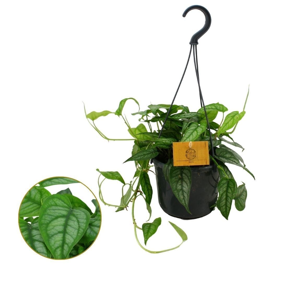 Monstera Siltepecana (Gatenplant) - Kamerplant - 15 cm Monstera Siltepecana (Gatenplant) - Kamerplant - 15 cm