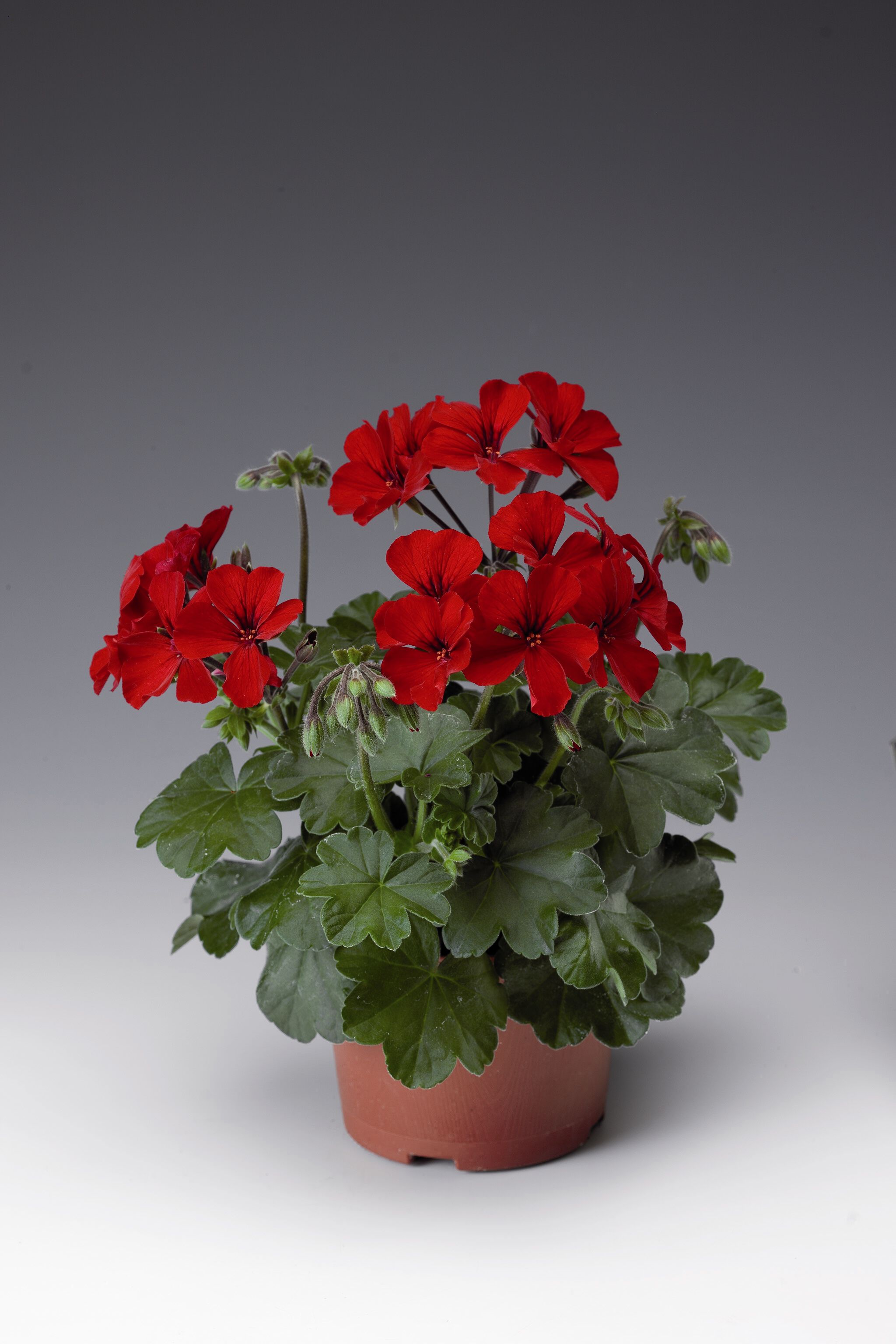 Geranium special - Eenjarige planten - Diverse kleuren