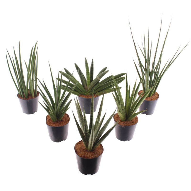 Sanseveria (vrouwentong) Luxe Mix - Kamerplant - 12 cm Sanseveria (vrouwentong) Luxe Mix - Kamerplant - 12 cm