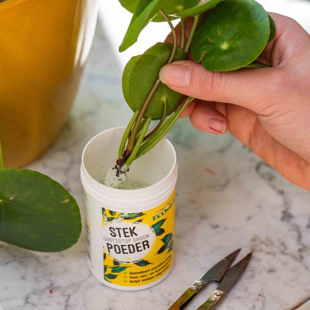 ECOstyle - Stekpoeder - 25 Gram