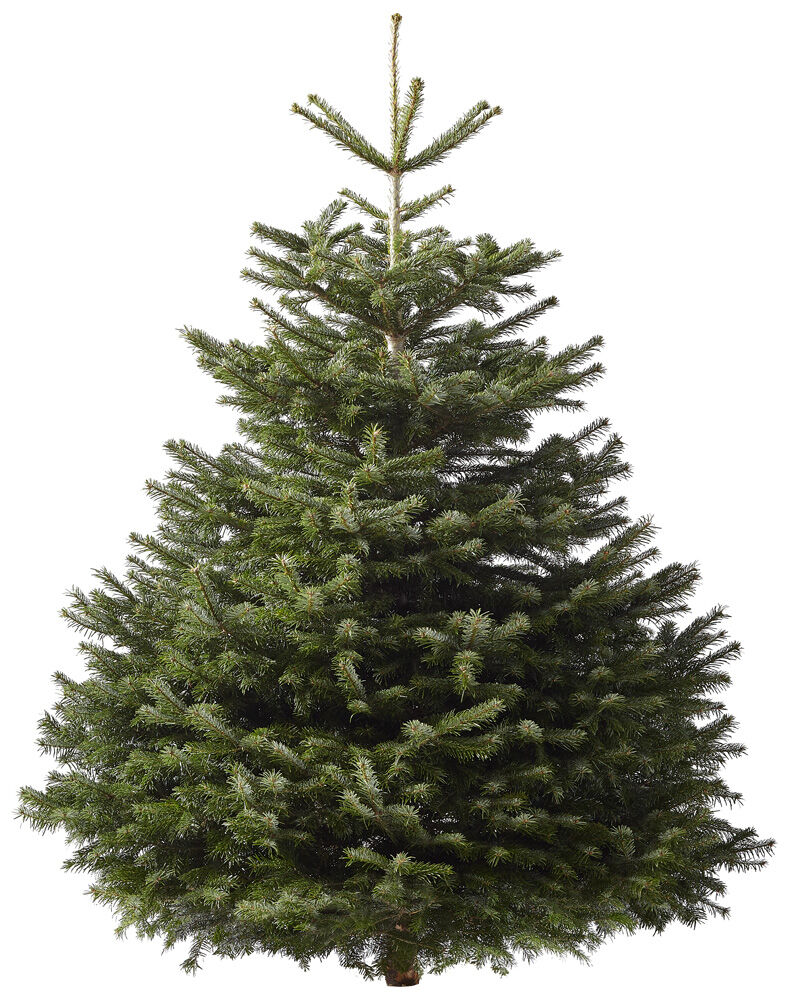 Welkoop Nordmann gezaagd - Kerstboom - 175 cm Welkoop Nordmann gezaagd - Kerstboom - 175 cm