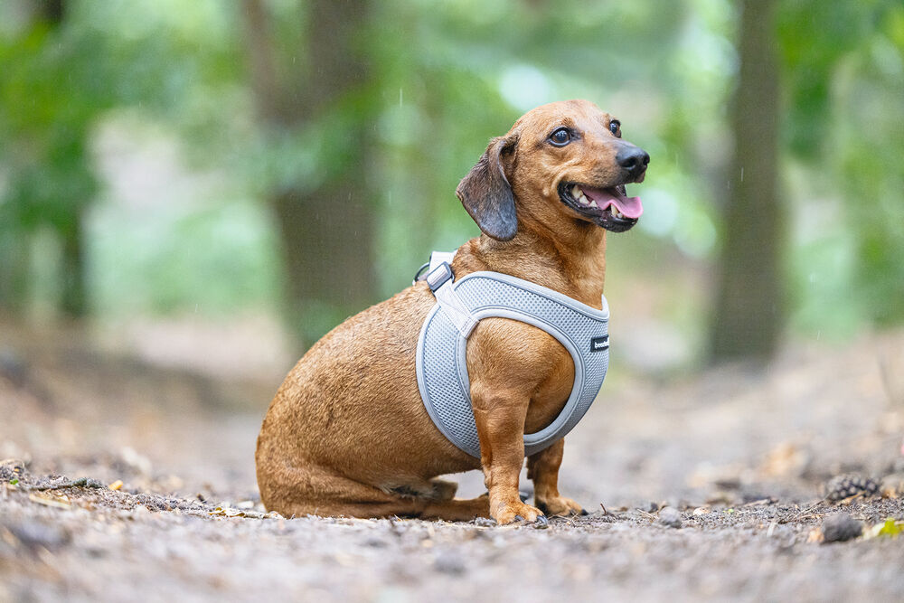 Beeztees Parinca Instaptuig - Hondentuig - grijs - 30 tot 35 cm