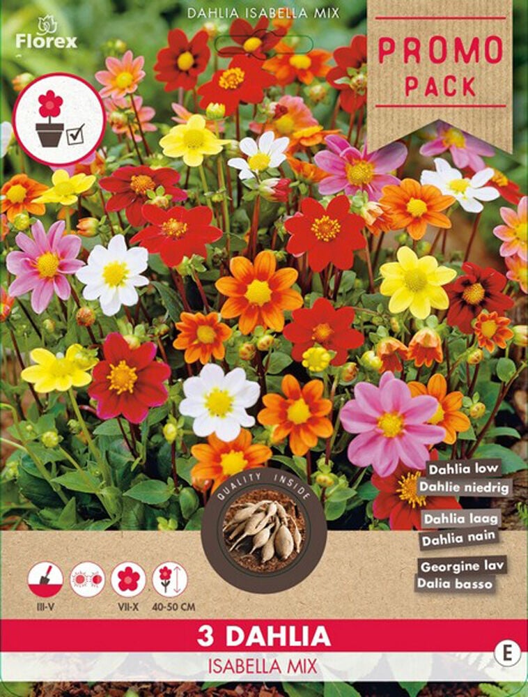 Florex Dahlia Isabella Mix - Bloembollen