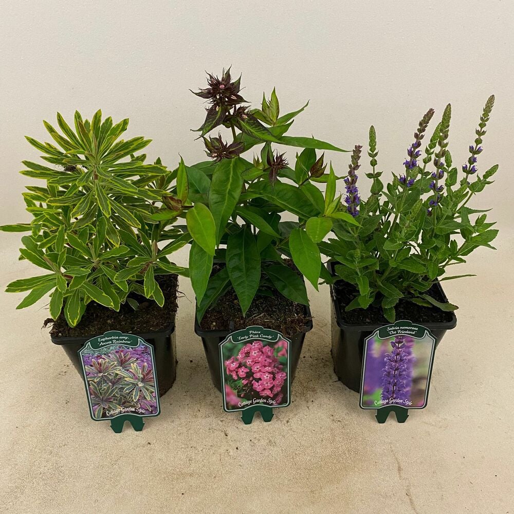 Mix - Vaste planten -
