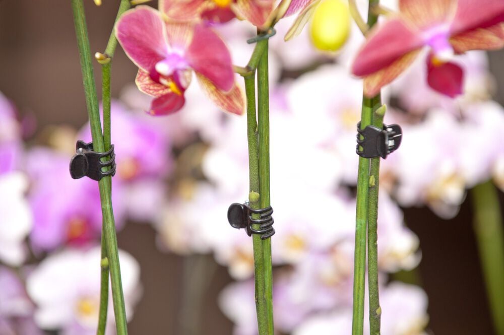 Nature - Orchidee clips - 20x6.5x1.2 cm