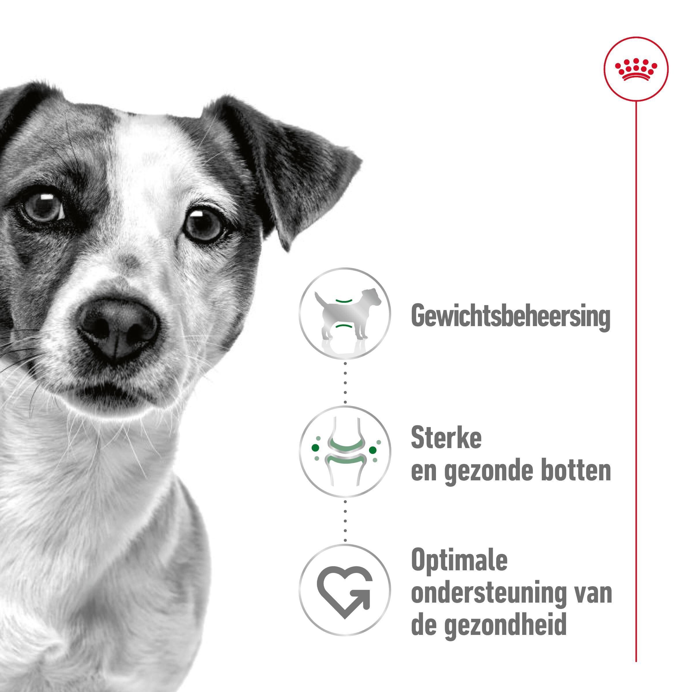 Royal Canin Mini Adult - Hondenvoer - 12x85 gram - 1020 Gram - gevogelte