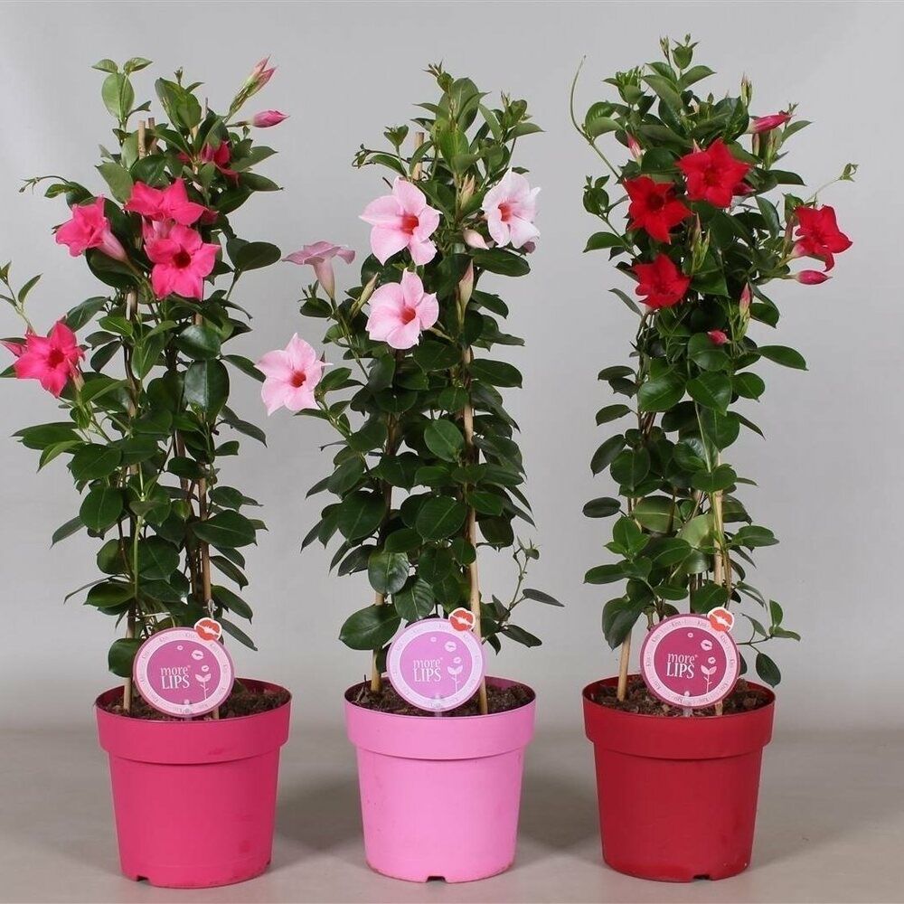 Sundaville - Eenjarige planten - Diverse kleuren