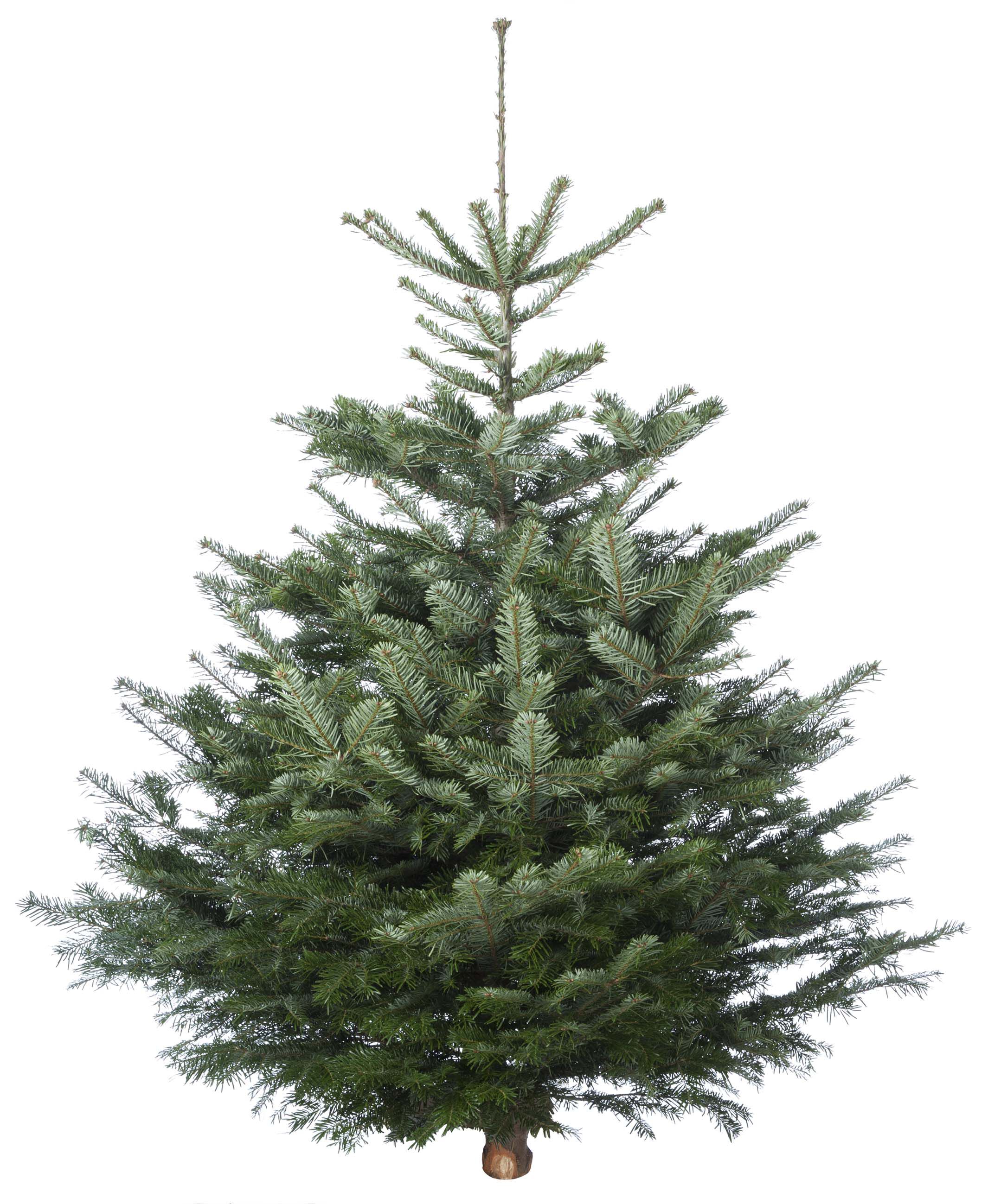 Nordmann gezaagd - Kerstboom - 125 cm Nordmann gezaagd - Kerstboom - 125 cm