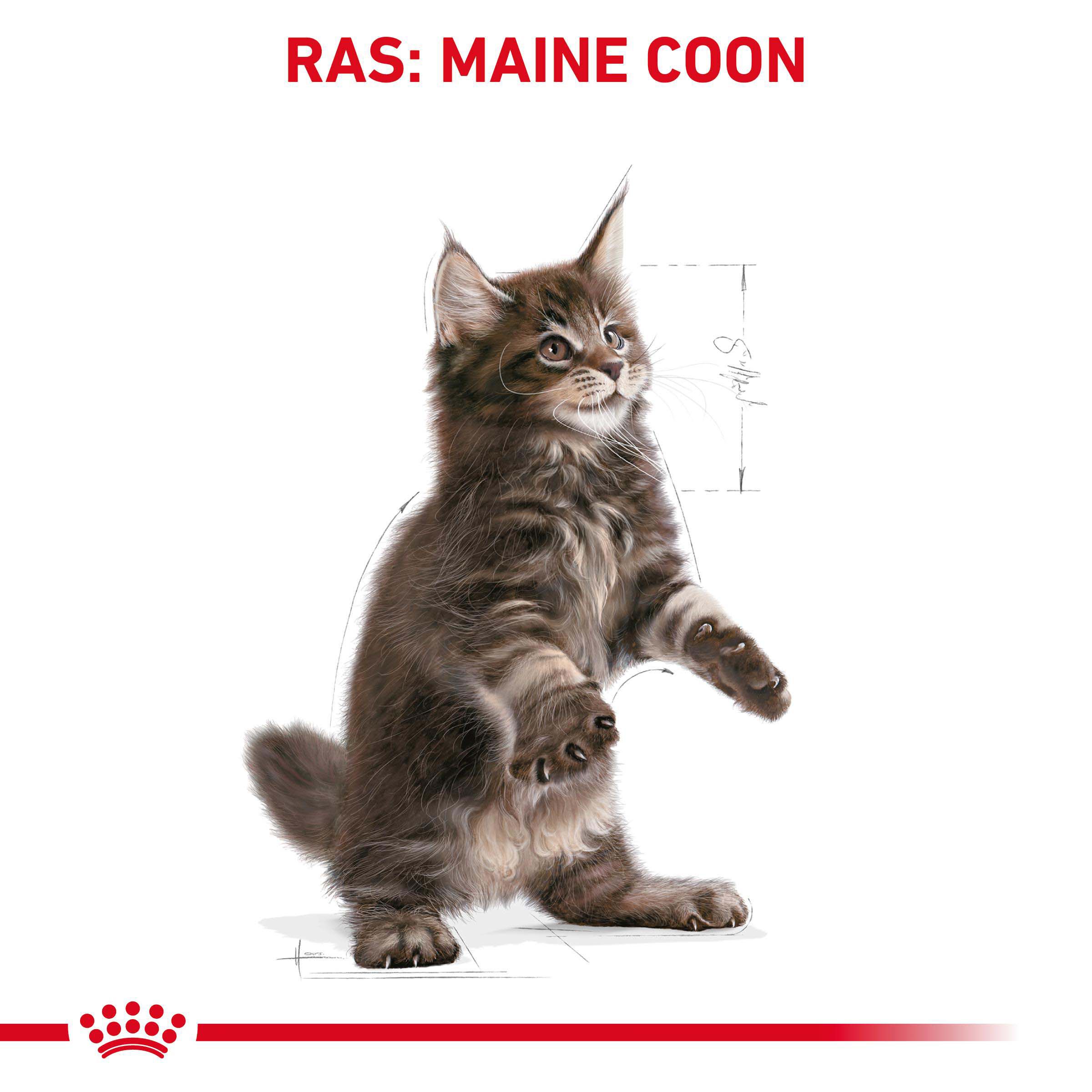 Royal Canin Maine Coon Kitten - Kattenvoer - 10 Kilogram - Gevogelte