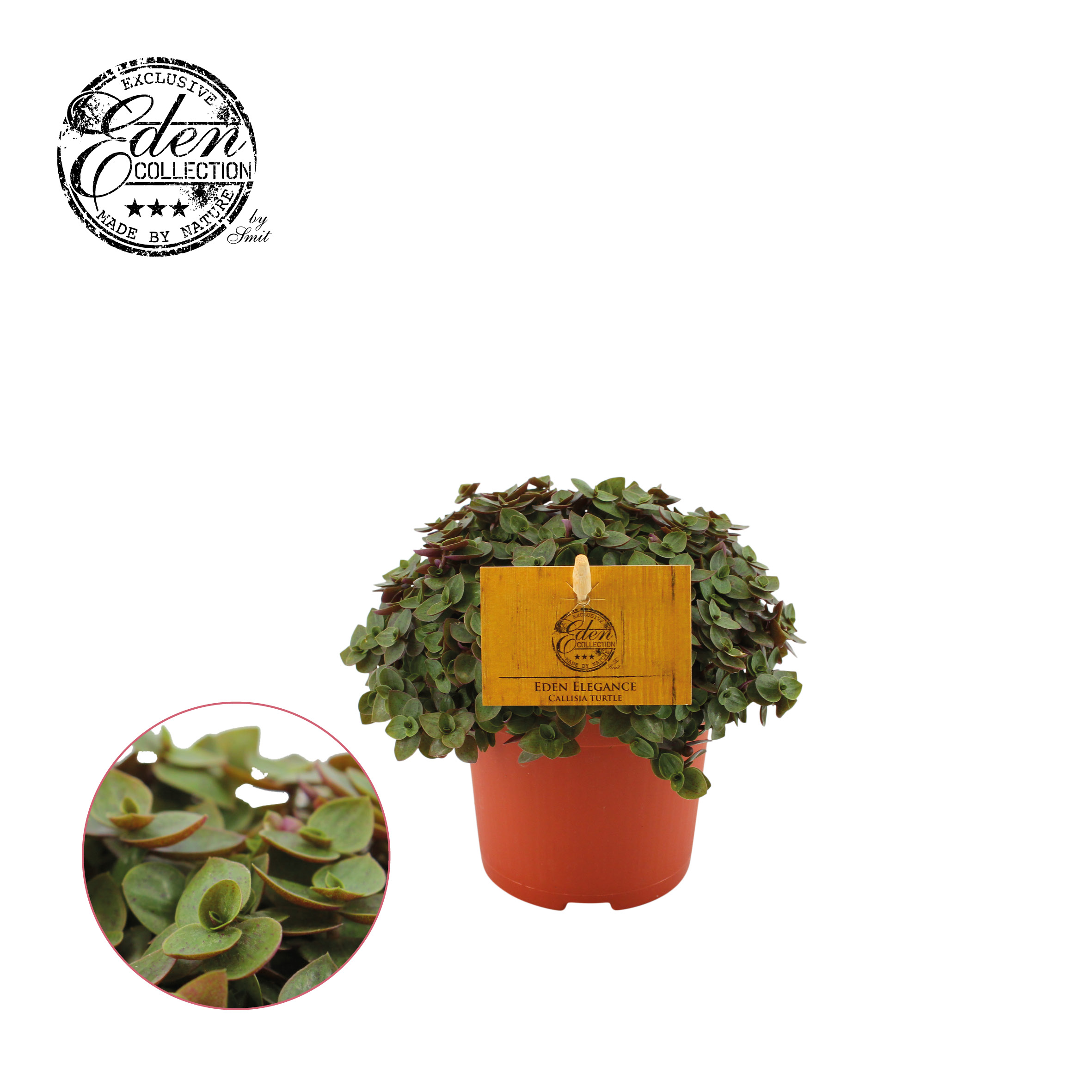 Schildpadplant (Callisia Turtle) - Kamerplant - 10.5 cm